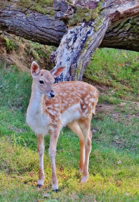 21 - Bambi - Dinefwr