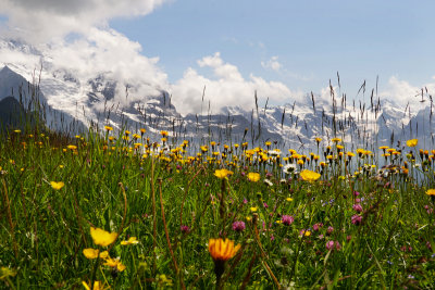 32 - Alpine Meadow