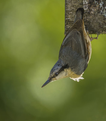 33 - Nut hatch