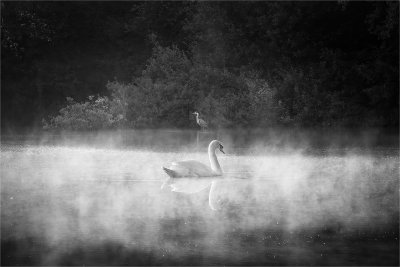26 - The Heron and the Swan