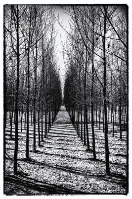 47 - linned trees
