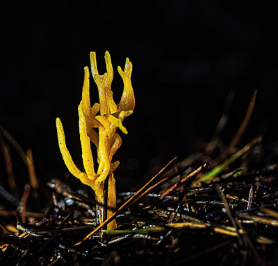 08 - Yellow Club Fungus