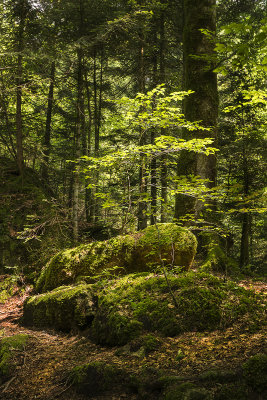 15 - Shaft of Light