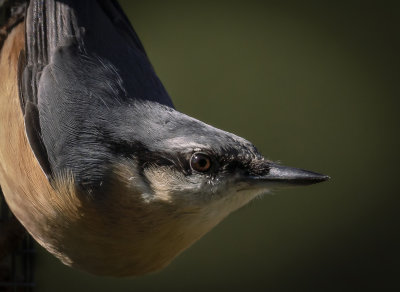 31 - Nut Hatch