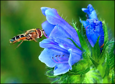 40 - Hovering
