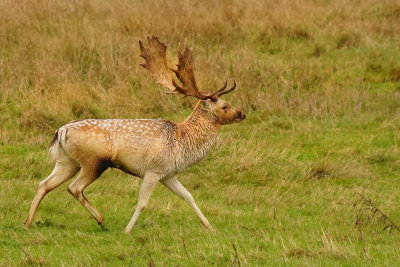 42 - Fallow Deer Buck