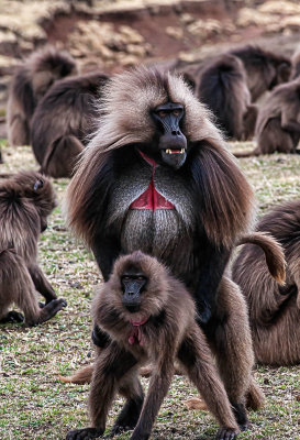 2 Gelada baboons, Ethiopian Highlands.jpg