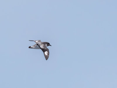 4 Cape Petrel.jpg