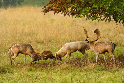 27 Rutting.jpg