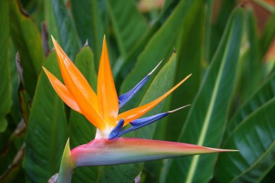 33 Bird of Paradise flower.JPG