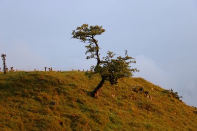 4.  Windswept.JPG