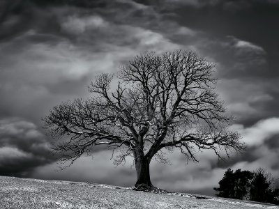 10. Lonely Tree.jpg