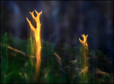 24. Yellow Stagshorn, Woodland Fungi.jpg