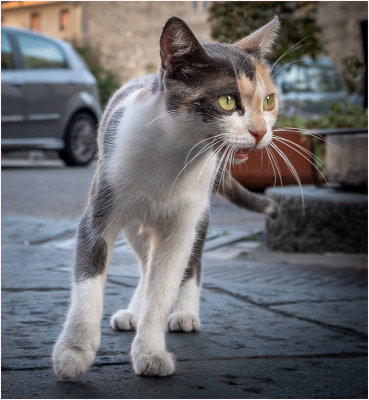 12. Street Cat.jpg