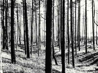 26. Trees in Uniform.jpg
