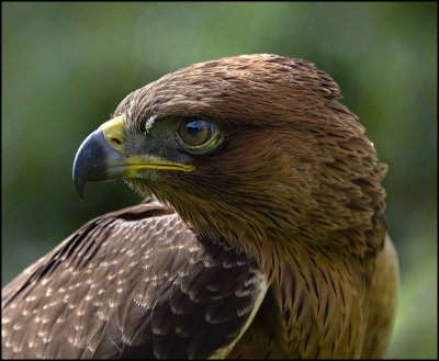 36. Bonelli's Eagle.jpg
