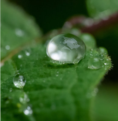 15. Water Bead.jpg