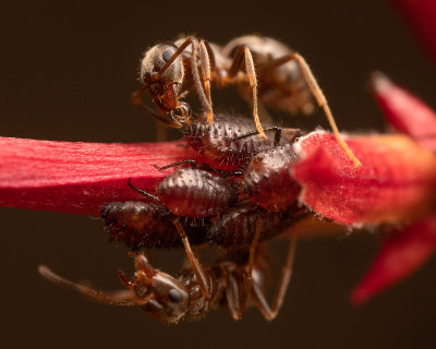 18. Aphid Milking.jpg