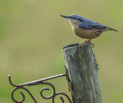 23. Nut Hatch.jpg