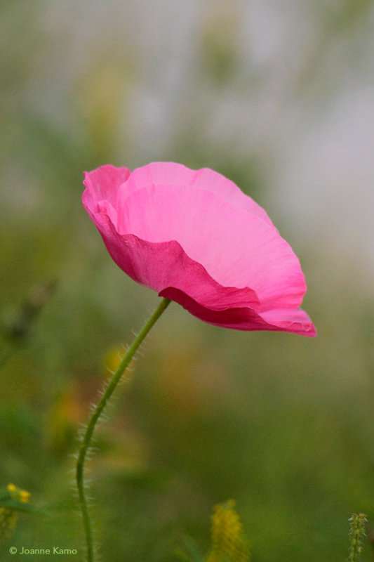 Pink Poppy