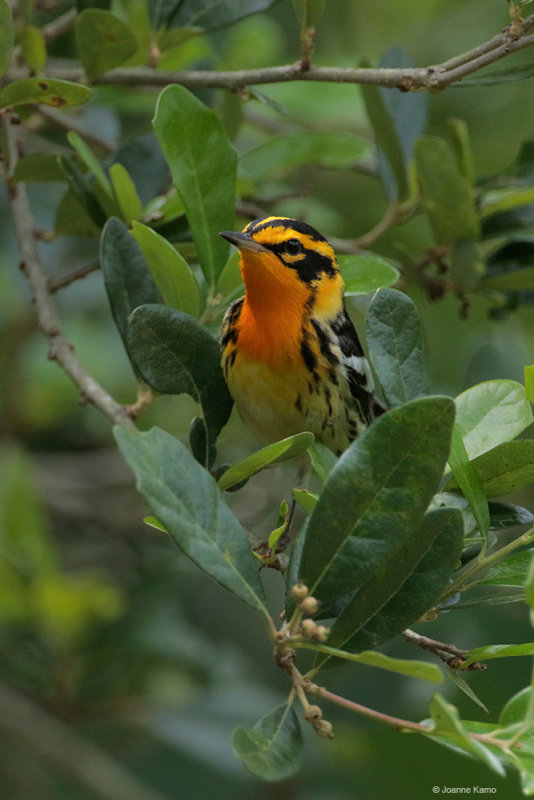 Blackburnian Warbler