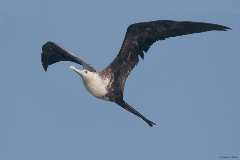 Frigatebird