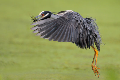 Yellow-crowned Night Heron and Crawfish