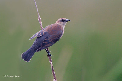 Rusty Blackbird