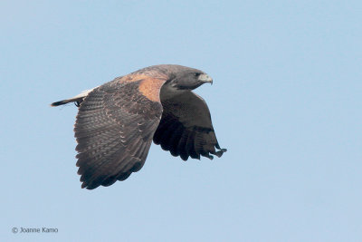 White-tailed Hawk