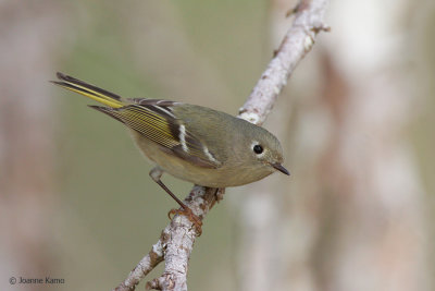 Ruby-crowned Kinglet