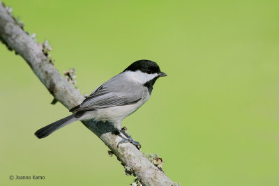 Carolina Chickadee