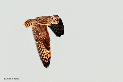 Short-eared Owl