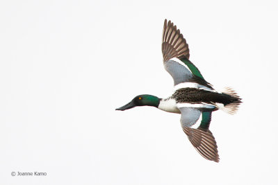 Northern Shoveler