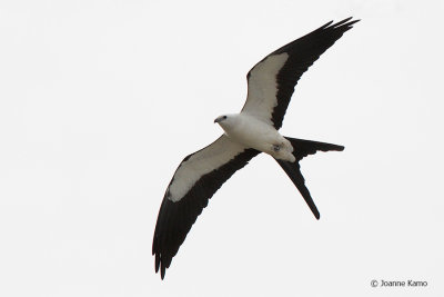 Swallow-tailed Kite Migrating