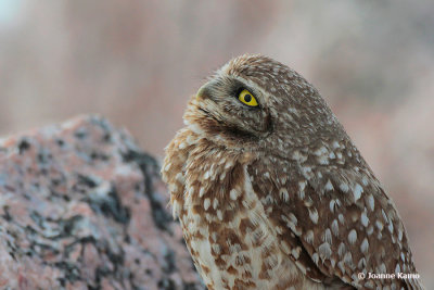 Burrowing Owl