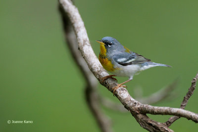 Northern Parula