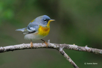 Northern Parula