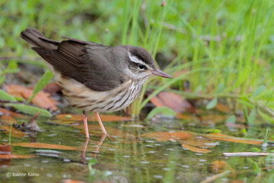 Louisiana Waterthrush