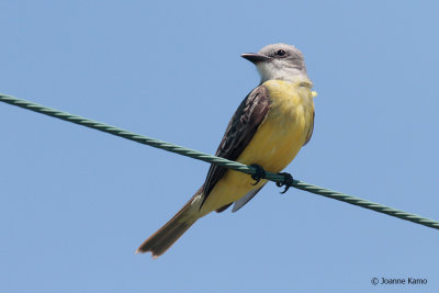 Couch's Kingbird