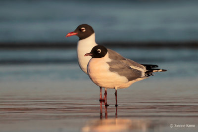 Franklin's Gull and Laughing Gull