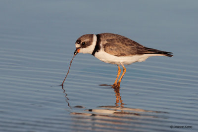 Semipalmated Plover and Worm