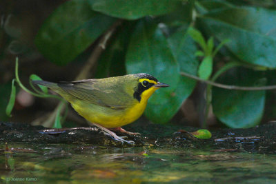 Kentucky Warbler