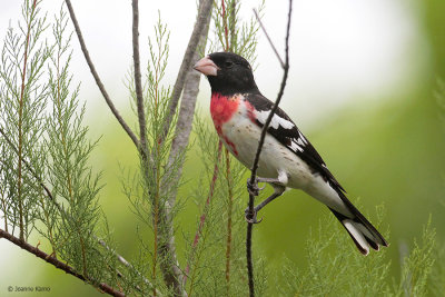 Rose-breasted Grosbeak