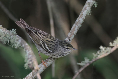 Blackpoll Warbler