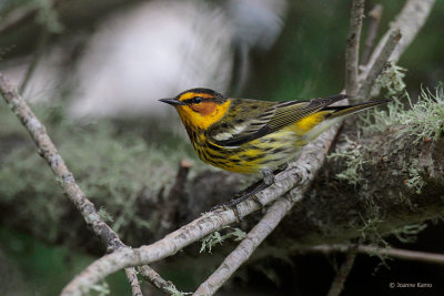 Cape May Warbler