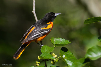 Baltimore Oriole