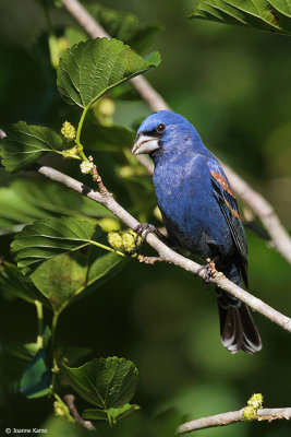 Blue Grosbeak