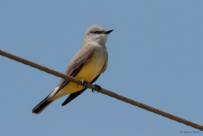 Western Kingbird