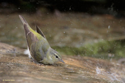 Tennessee Warbler