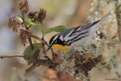 Yellow-throated Warbler